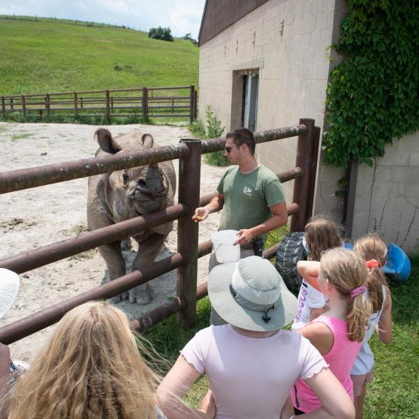 campers looking at rhino through fence