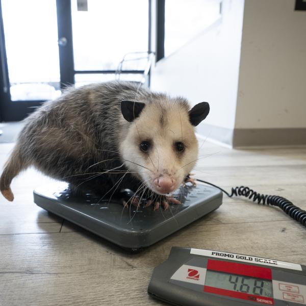 opossum on scale