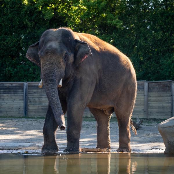 elephant standing near pool