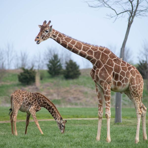 giraffe in savanna