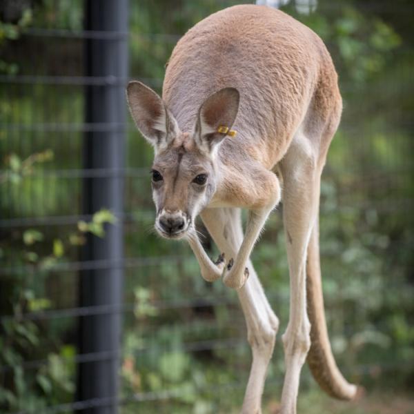 kangaroo hopping