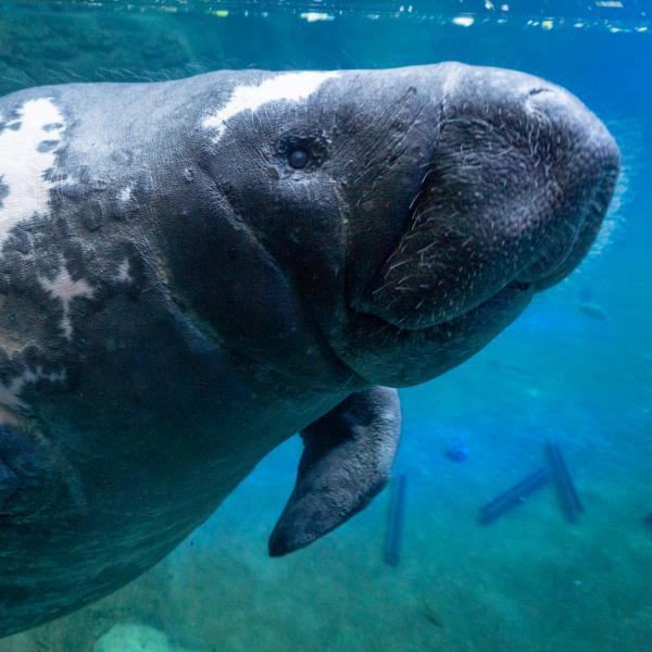 manatee in water