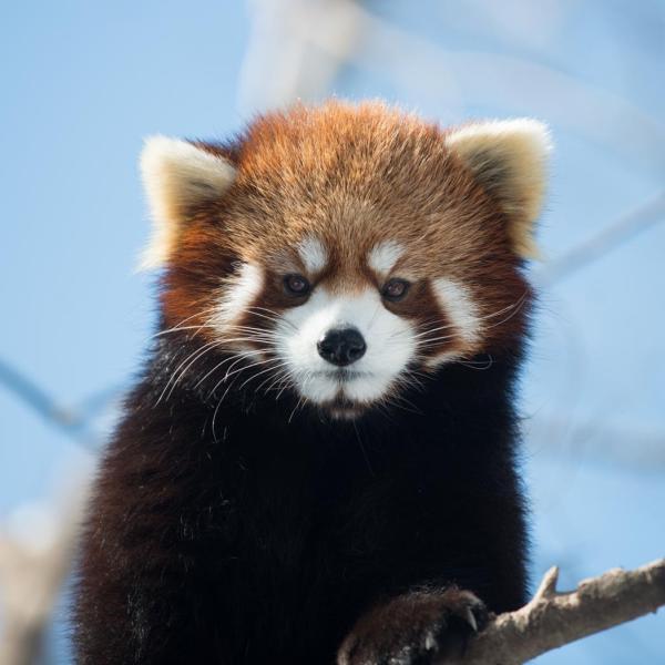 red panda