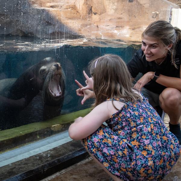 Seal and Sea Lion Experience | Columbus Zoo and Aquarium