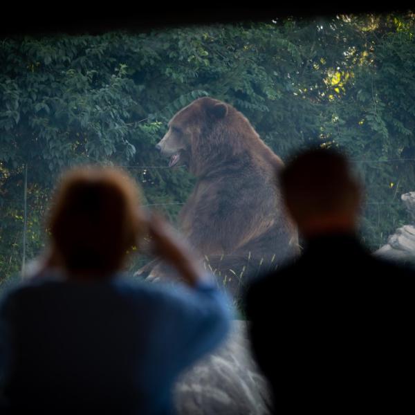 Zoo guests on night hike, taking picture of a bear