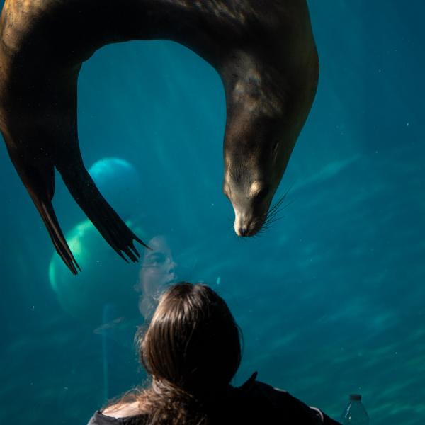 sea lion and zoo guest