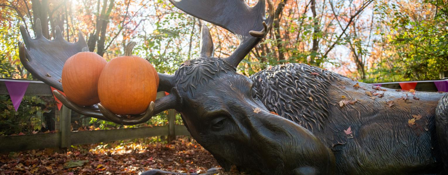 moose with pumpkin