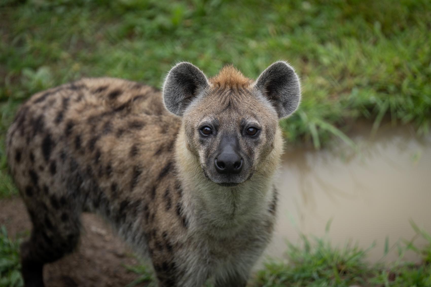 Heart of Africa | Columbus Zoo and Aquarium