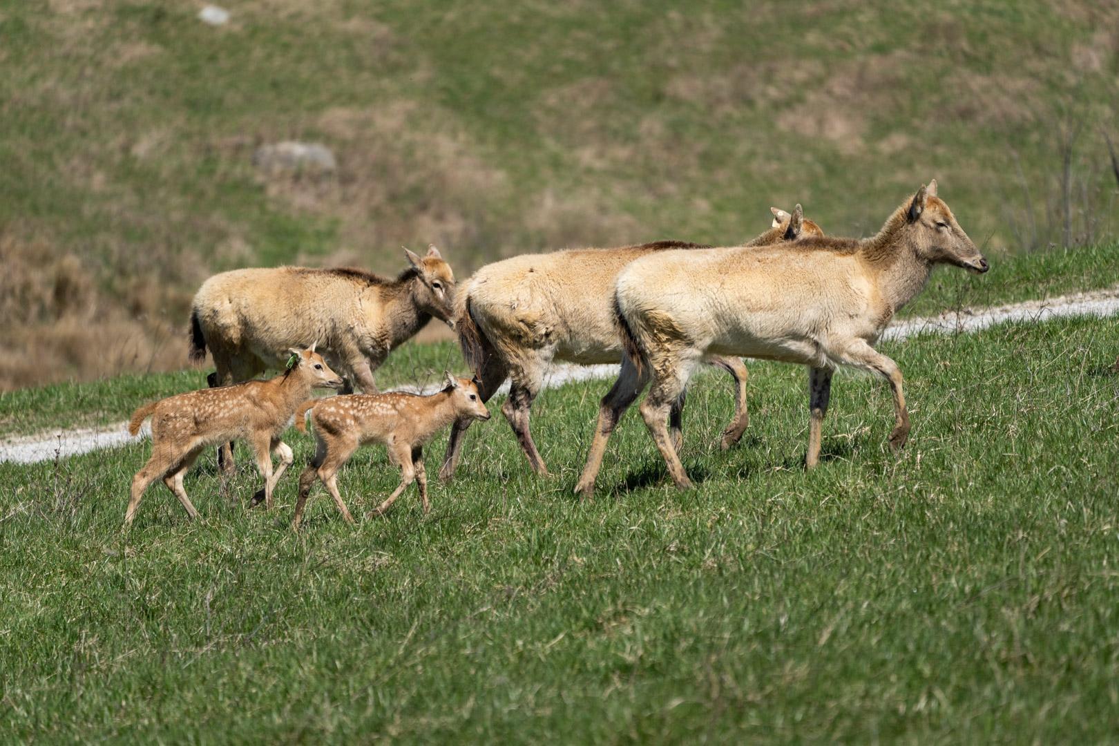 https://www.columbuszoo.org/sites/default/files/styles/uncropped_xl/public/assets/gallery/2023-05/P%C3%A8re%20David%27s%20Deer%208400%20-%20Grahm%20S.%20Jones%2C%20Columbus%20Zoo%20and%20Aquarium.jpg?itok=9v9YKKQk