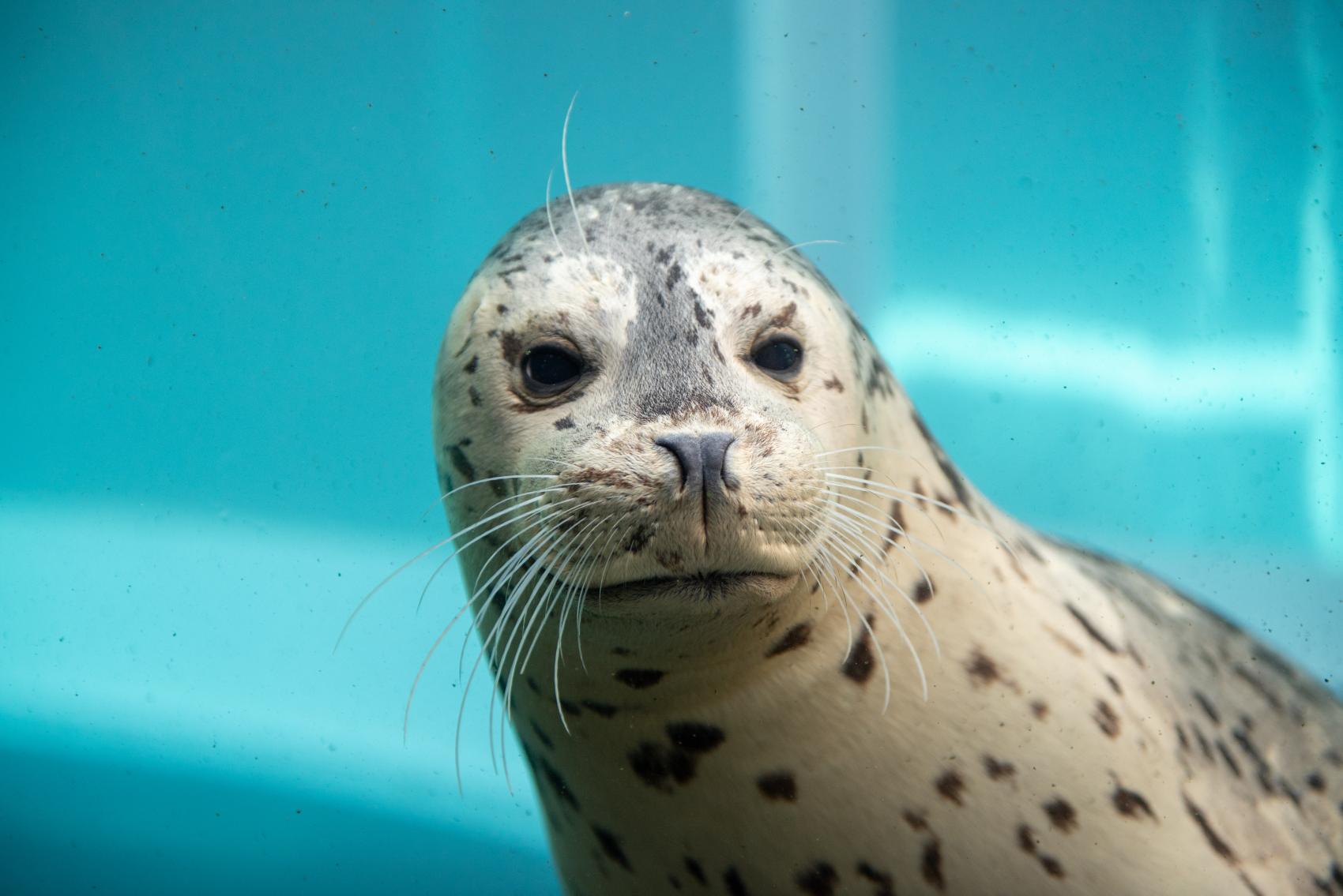 Seal Smiles: Behind The Scenes Of Harbor Seal Dental Care At The 