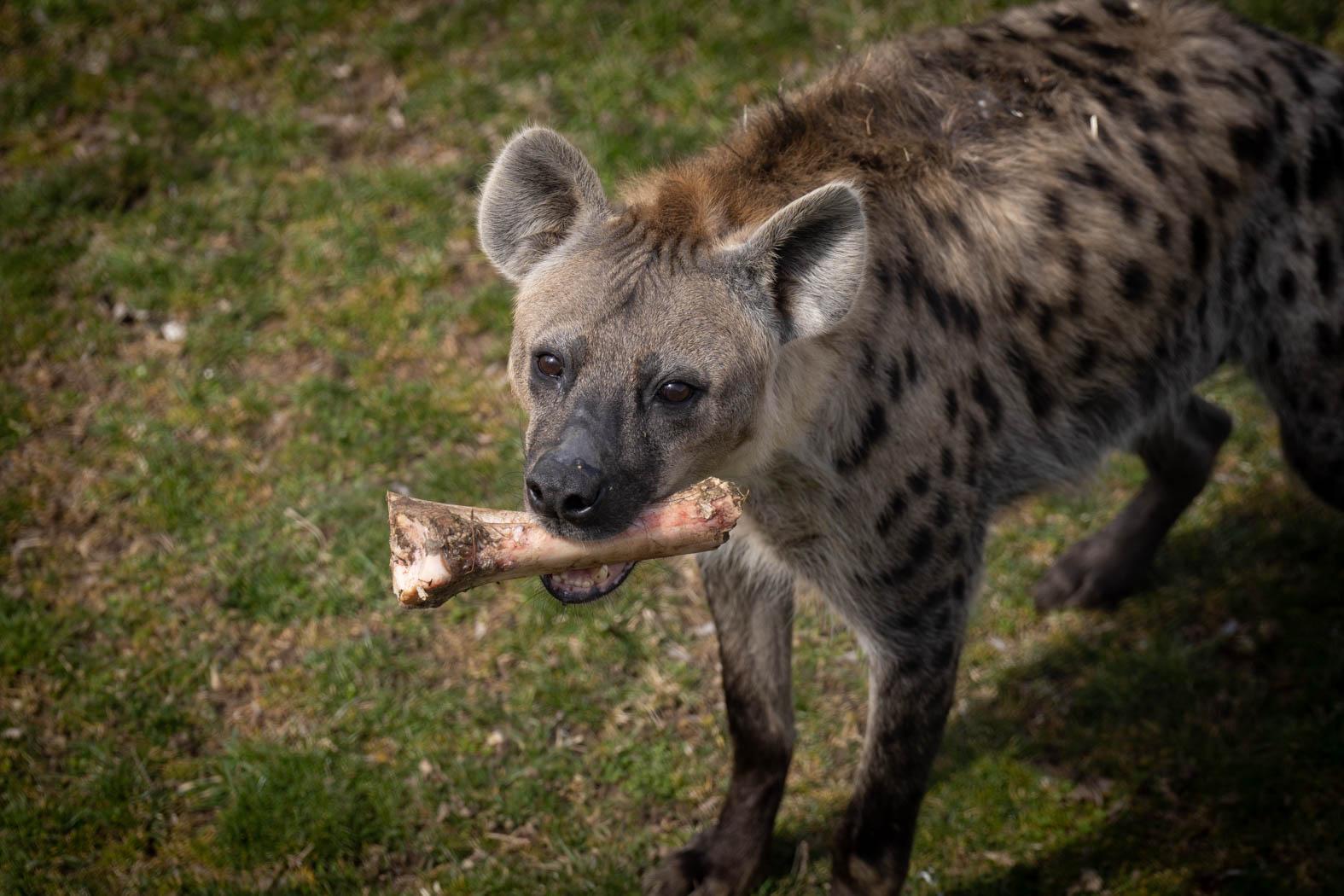 Columbus Zoo Animal Nutrition: What to Feed a Hyena | Columbus Zoo and ...