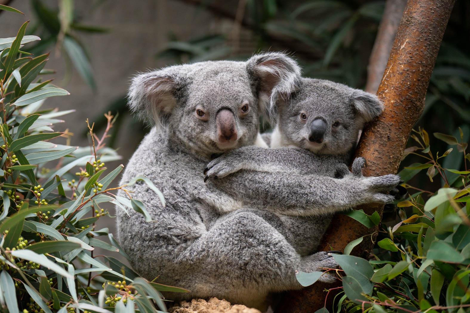 Keeper Interview: Behind the Scenes of a Koala Introduction - Los