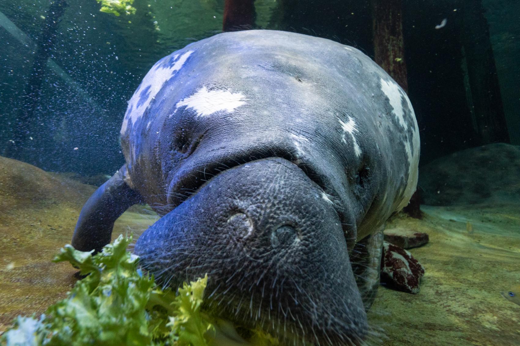 Stubby the Manatee Acts as Surrogate Mom Once Again This Mother's Day ...