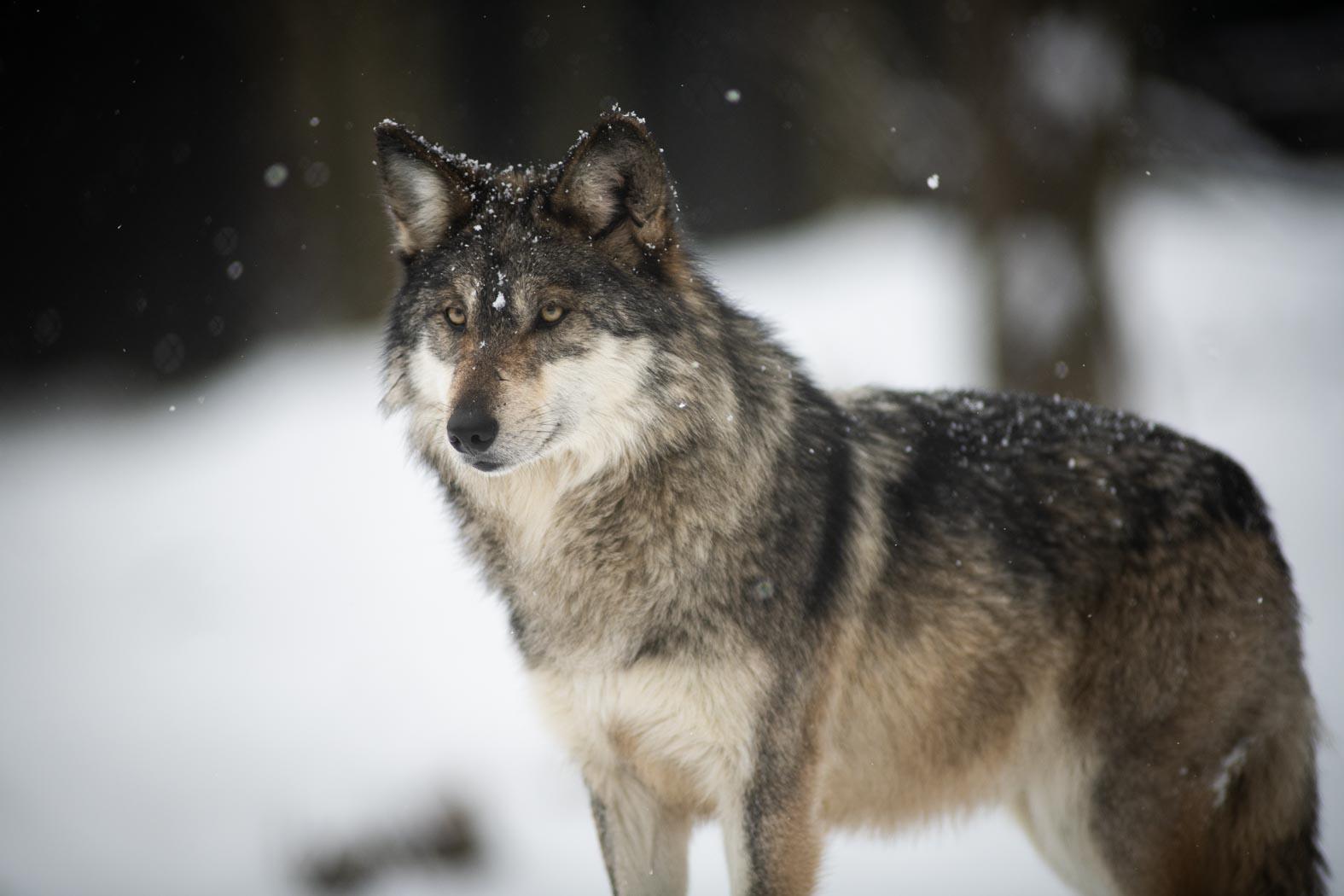 Mexican Wolves: Something to Howl About | Columbus Zoo and Aquarium